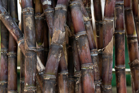 Sugar cane background