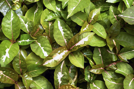 Leaves backgroundの写真素材