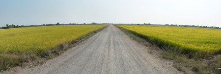 Dirt road in middle of rice field