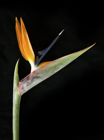 Bird of paradise flower on black backgroundの写真素材