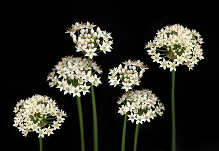 Fresh garlic chives flower on blackの写真素材