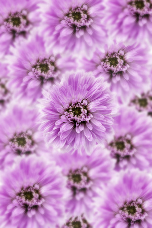 Purple chrysanthemum backgroundの写真素材