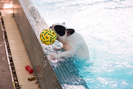 French Bull dog climb up from pool with ball in mouthの写真素材