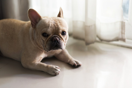 French bulldog laying on floor and lookingの写真素材
