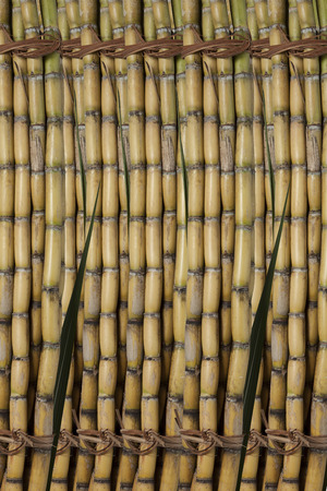 Sugar cane backgroundの写真素材