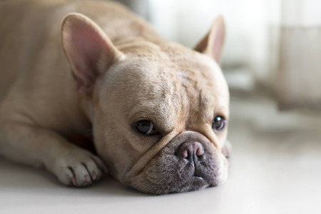 French bulldog laying on floor and lookingの写真素材