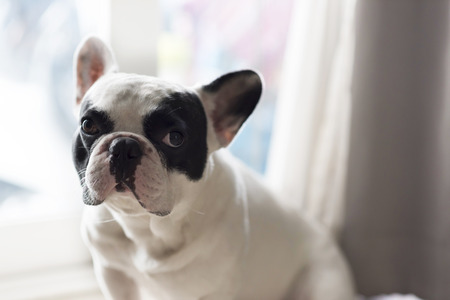 French bulldog sit and lookingの写真素材