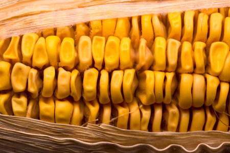 Old wither corn background