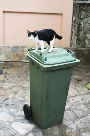 cat,stray,homeless,trash,street,greenの写真素材
