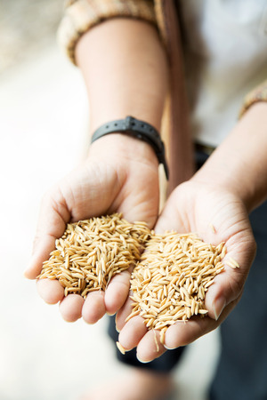 Hands holding paddyの写真素材