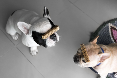 Dog treat on head of french bulldogs for trainingの写真素材
