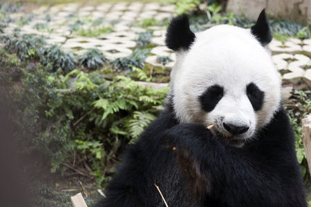 Panda sit and eating bambooの写真素材