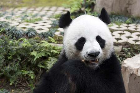Panda sit and eating bambooの写真素材