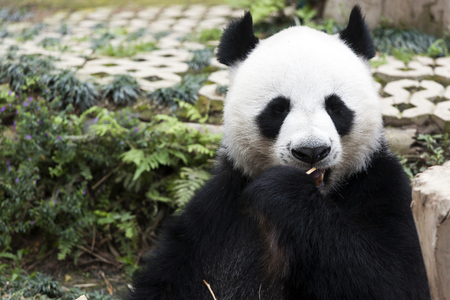 Panda sit and eating bambooの写真素材