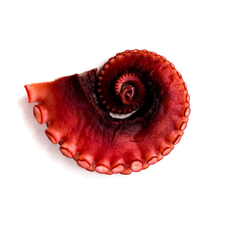 A part of red octopus prepared for meal on backgroundの写真素材