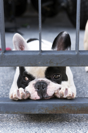 Funny French bulldog waiting at house doorの写真素材