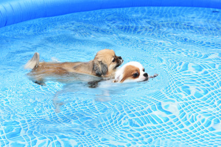 Couple cute Dog swimming together in training pool