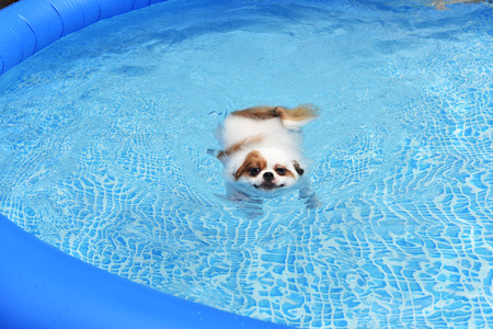 Cute Dog swimming in training poolの写真素材