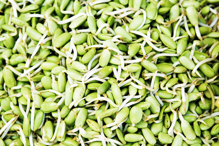 Bean Sprouts backgroundの写真素材