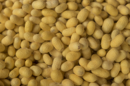 Closeup yellow cocoon prepare for making silkの写真素材