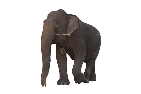 Elephant isolated on whiteの写真素材