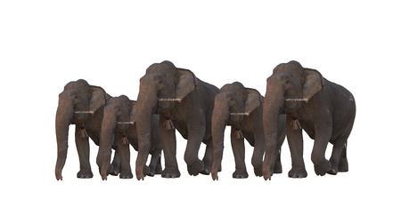 Elephants isolated on whiteの写真素材