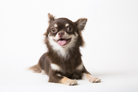 Chihuahua dog laying on white studio backgroundの写真素材