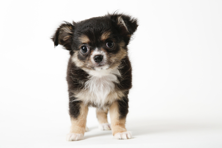 Chihuahua puppy standing on white studio backgroundの写真素材