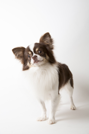Chihuahua dog standing on white studio backgroundの写真素材