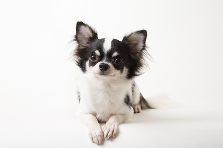 Chihuahua dog laying on white studio backgroundの写真素材