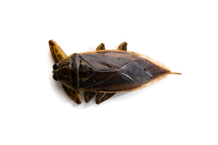 Giant water bug(Lethocerus indicus) Thailand prepared for cookingの写真素材