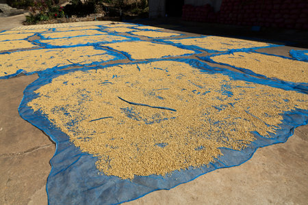 Sun dried coffee beans on ground