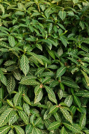 Natural plants leaves texture backgroundの写真素材