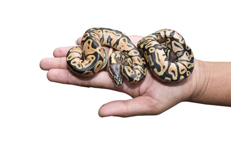 Hand holding two babies python isolated on background