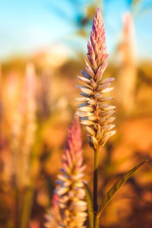 Dried flowers in a field, Sun Celosia Flamingo in the evening.の写真素材