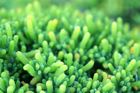 Macro image surface of Bright Green Succulent plant in the garden - Texture background , Floral...
