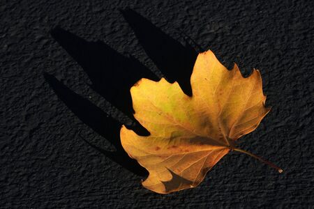 Nature Object - Single Yellow Maple leaf on the dark gray ground - Fall foliage season at park of San francisco United states of America - USAの写真素材