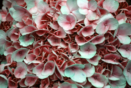 Macro Bloom red color Hydrangea Flower with raindrops texture background at bana hill danang vietnam...