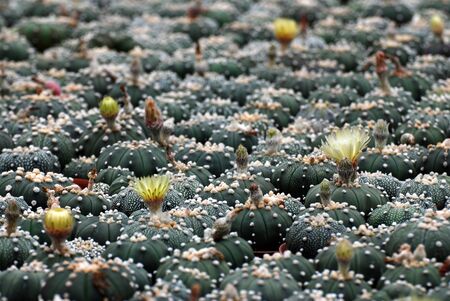Green Cactus plants or Astrophytum asterias is a species of cactus plant in the genus Astrophytum at cactus farm. Houseplant gardening backdrop and beautiful detailの写真素材