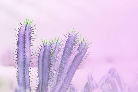 Fresh Purple Cactus pot with blurred pink Background or call Cereus tetragonus cactus houseplant and copy space - nature backdrops in park gardenの写真素材