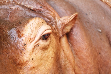 Hippopotamus close upの写真素材
