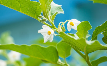 Eggplant flowers in the vegetable garden.の写真素材