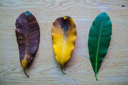 Leaves on wooden floor