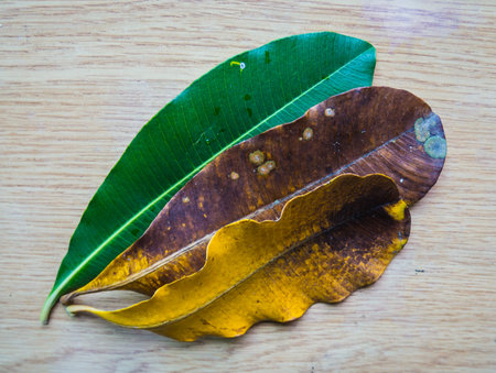 Leaves on wooden floor