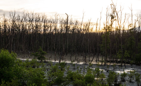 Mangrove forest with evening sky