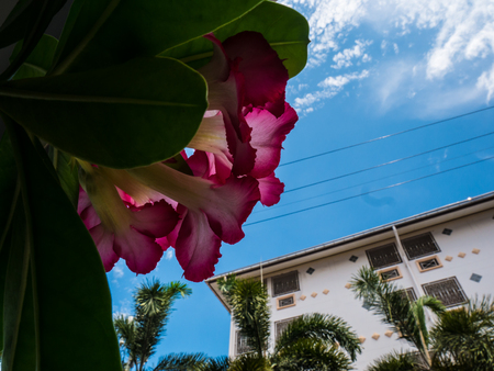 Flowers in the flower gardenの写真素材