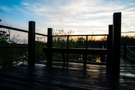 Bridge with mangrove forest in the eveningの写真素材