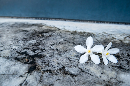 White flowers on the floorの写真素材