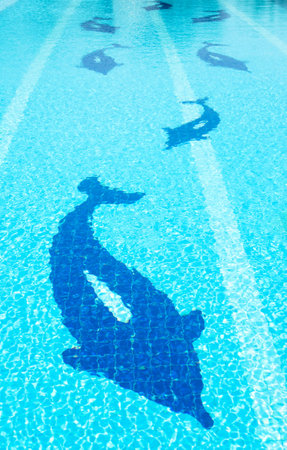 Dolphin on Pool backgroundsの写真素材