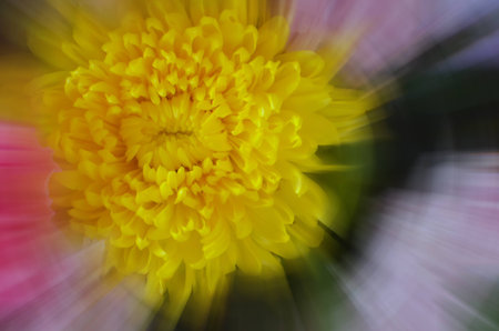 Blur yellow flower with zoom effect backgroundsの写真素材